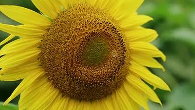 4k实拍蜜蜂在向日葵花朵上采蜜风光视频的预览图